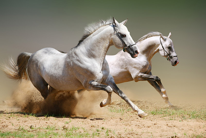 Turkmen horses