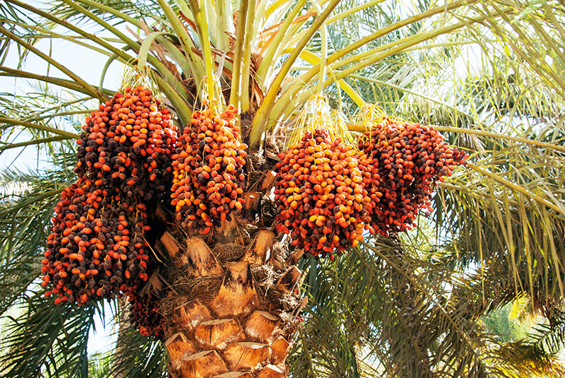 date palms Iran