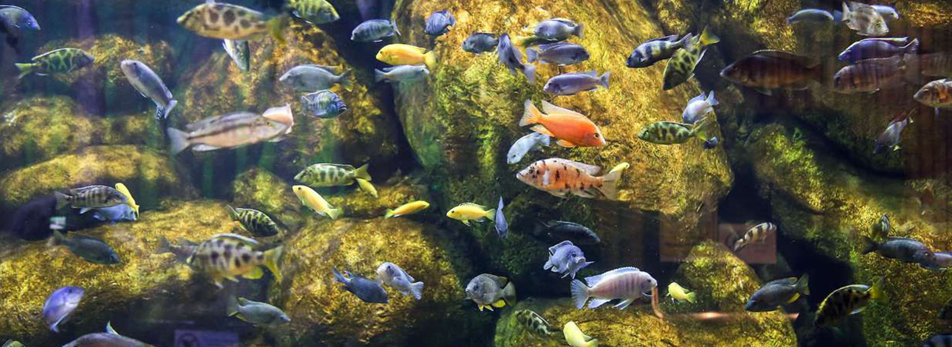 The Largest Aquarium Tunnel in Iran Opens in Bandar-e Anzali