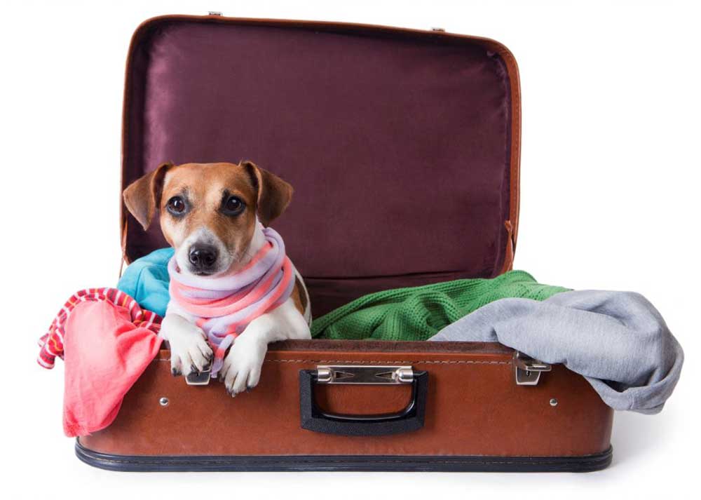 Don’t travel with your dog