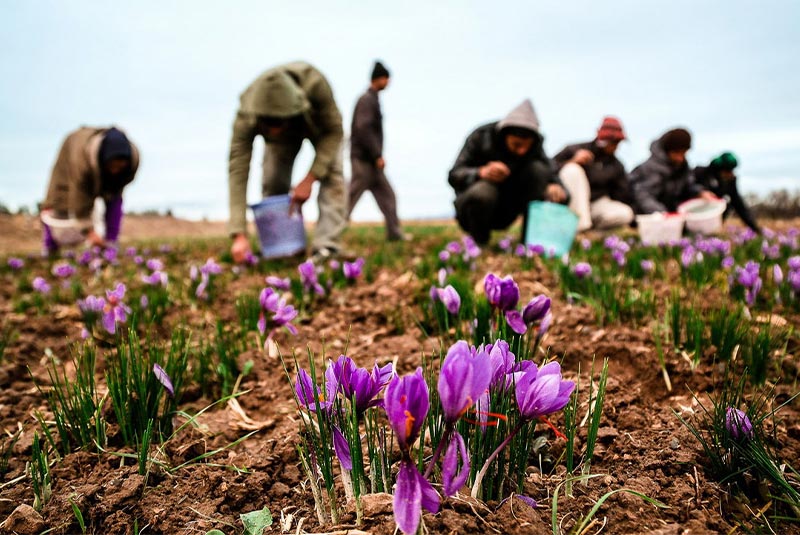 harvesting saffron