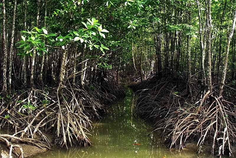 mangrove forest hurmuz