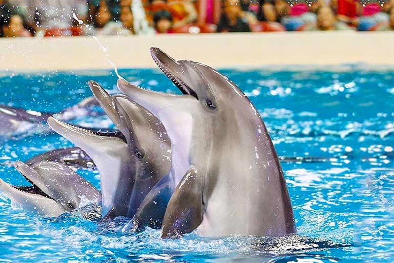 dolphin water park kish