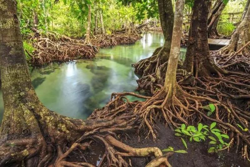 Mangrove Forests