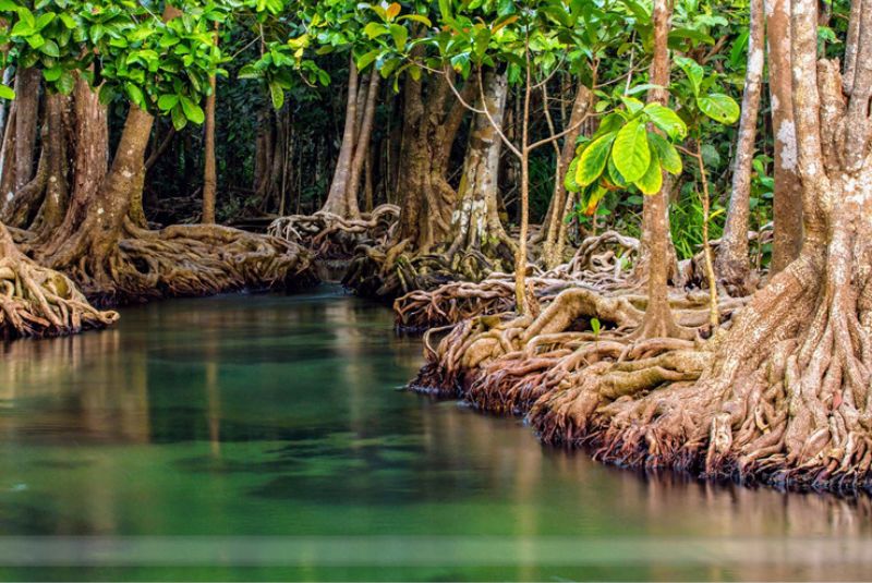 Mangrove Forests of Qeshm