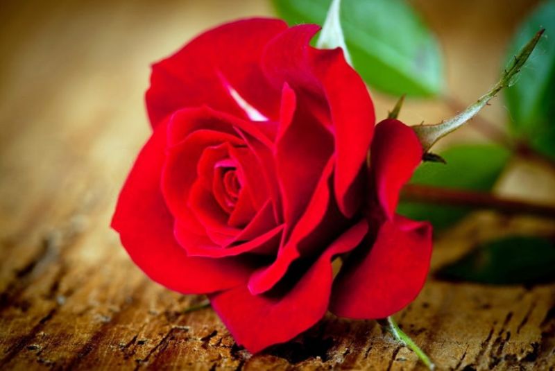 Red Rose (Gol-e Sorkh)