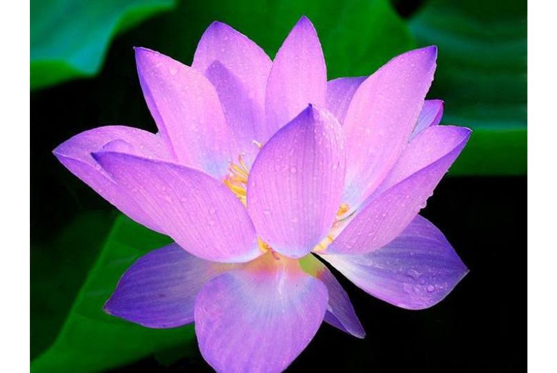 Lotus (Niloufar)