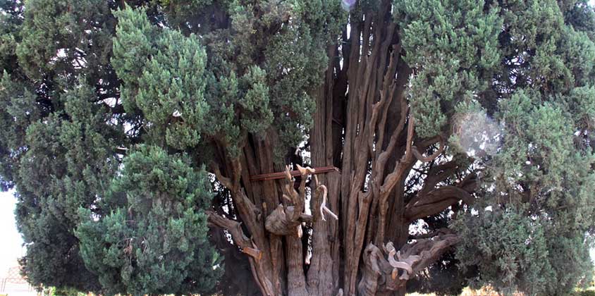 Abarkuh Cypress