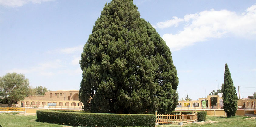 Abarkuh Cypress