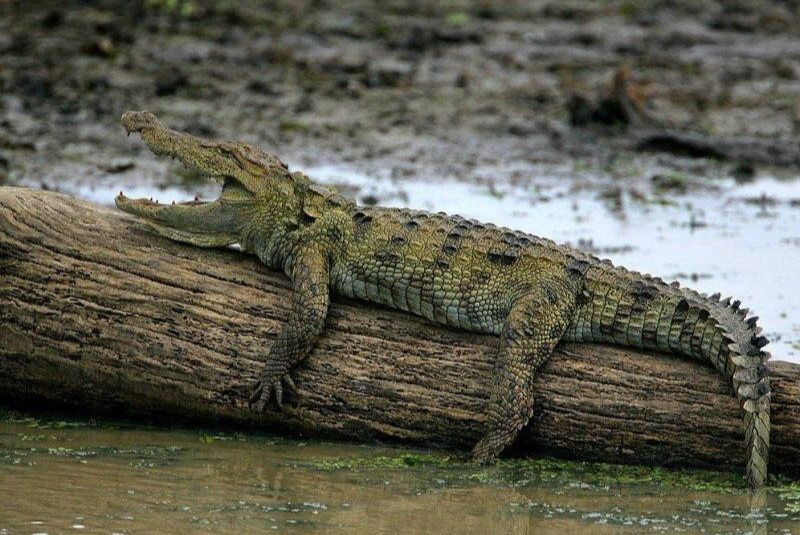 Mugger crocodile