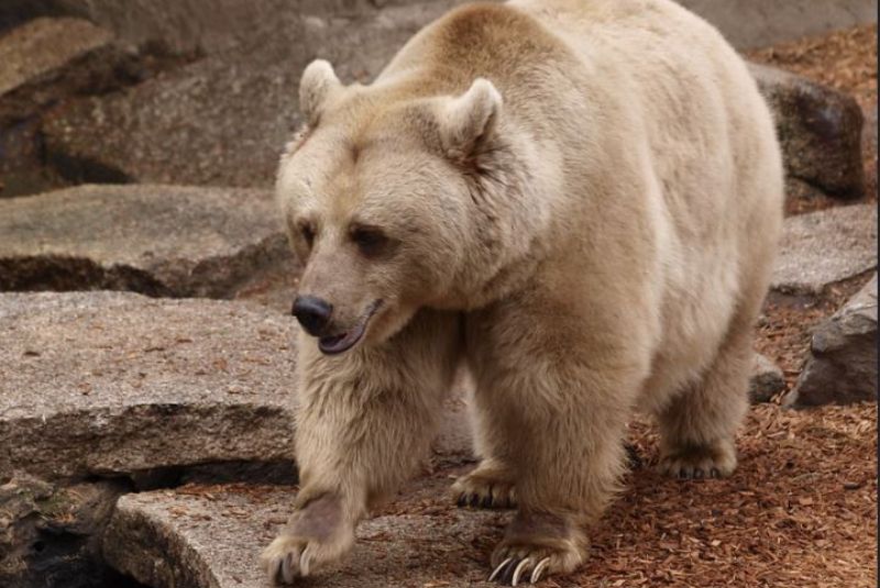 Syrian Brown Bear