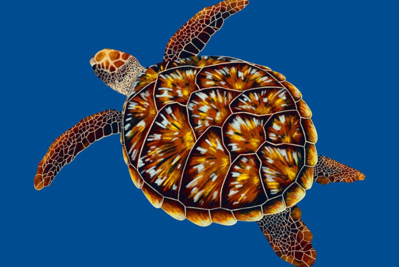 Hawksbill Sea Turtle