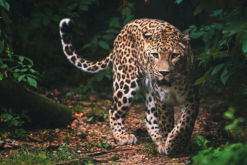 Persian Leopard