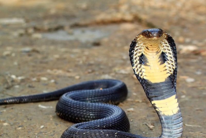 Caspian Cobra