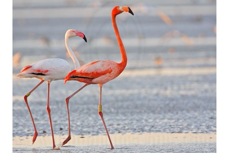 Greater Flamingo