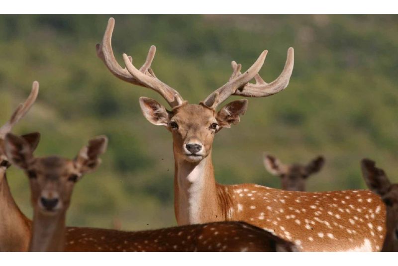 Persian Fallow Deer