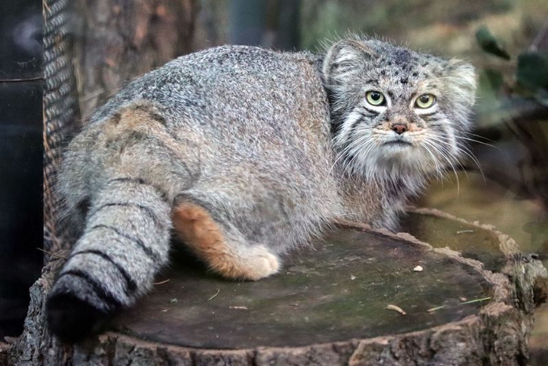 Pallas Cat