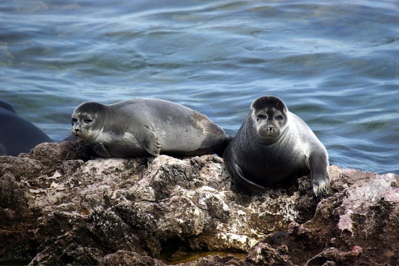 Caspian Seal