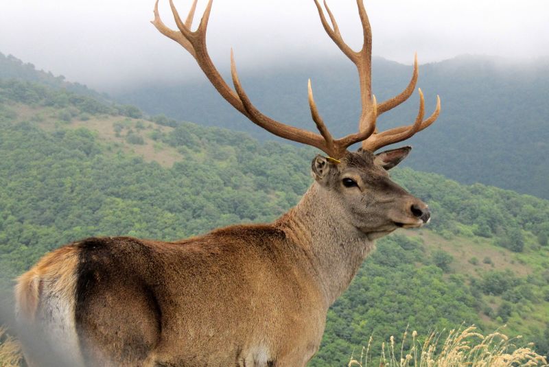 Caspian Red Deer