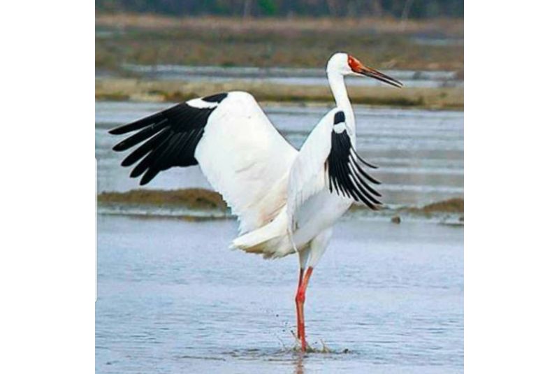 Siberian Crane