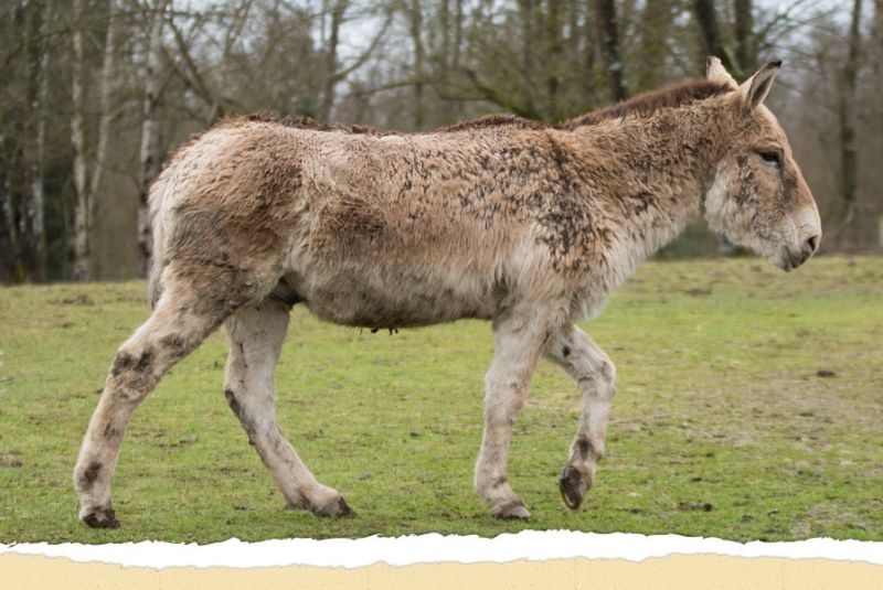 Persian Onager