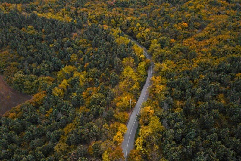 Forests caspian 