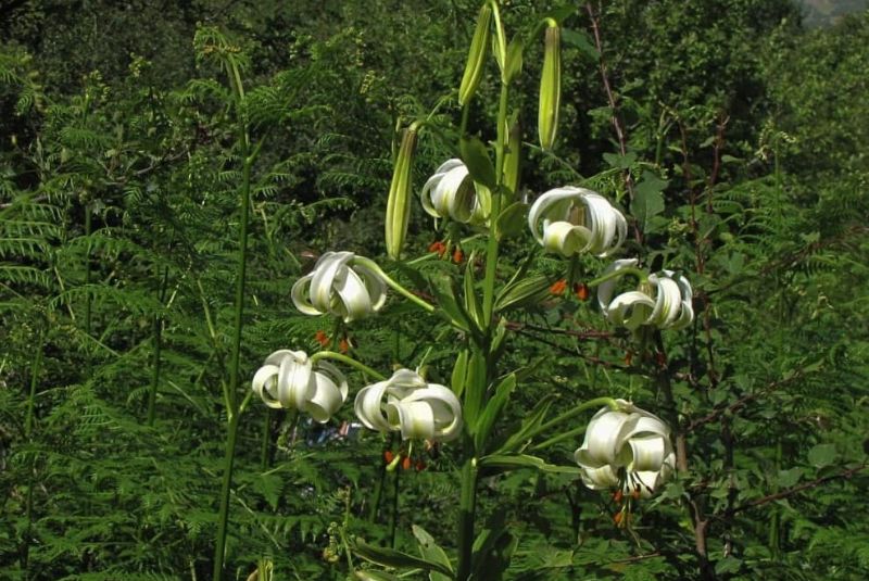 When was the Iranian Lilium ledebourii Discovered