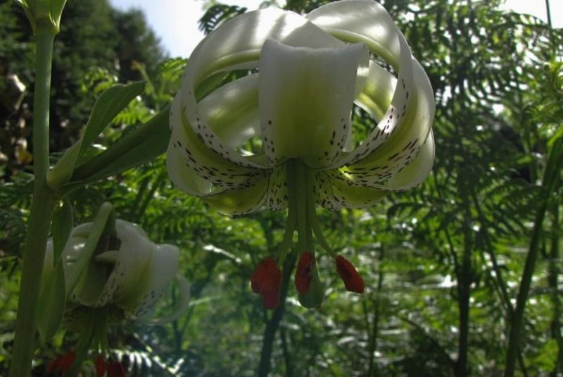 Tips for Visiting Iranian Lilium ledebourii Habitat