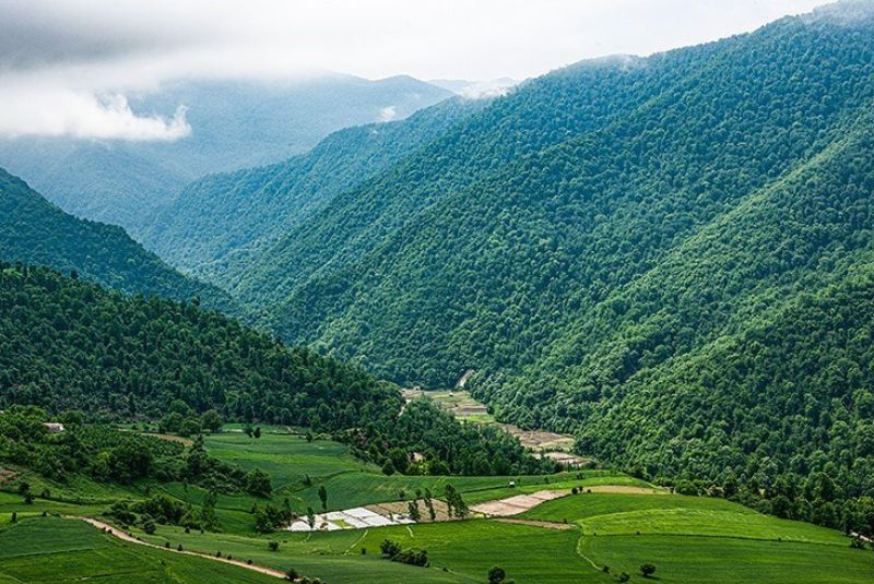 The Habitat of Iranian Lilium ledebourii in Damash