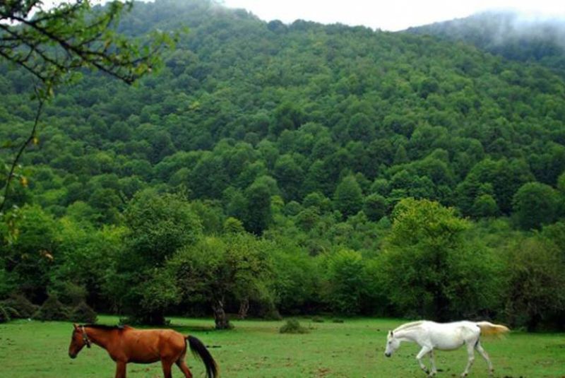 Alimestan Forest