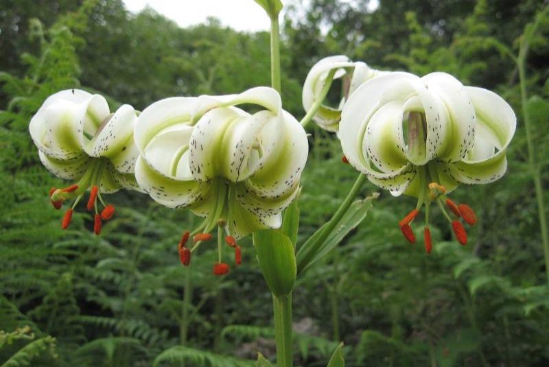 Blooming Season of Sousan-e Chehel Cheraagh