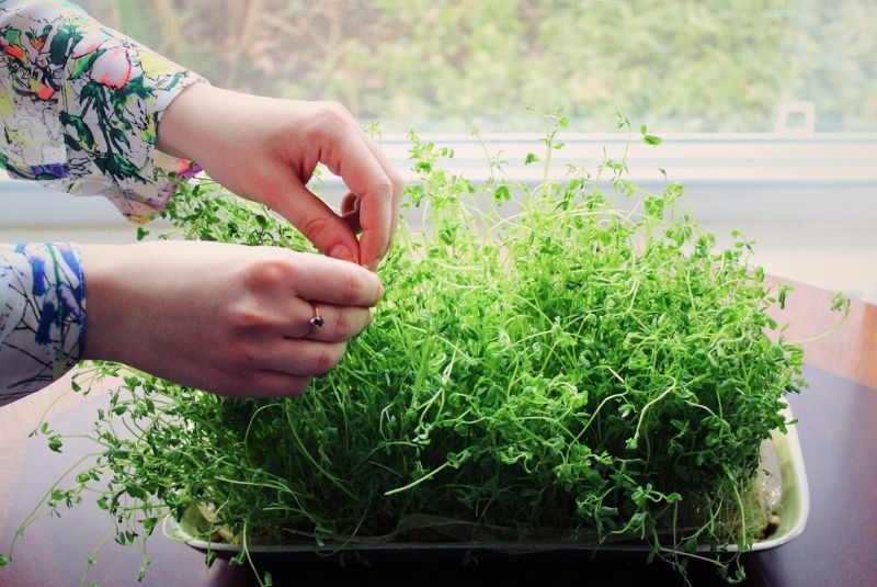 Tying a Knot in Nowruz Sprouts