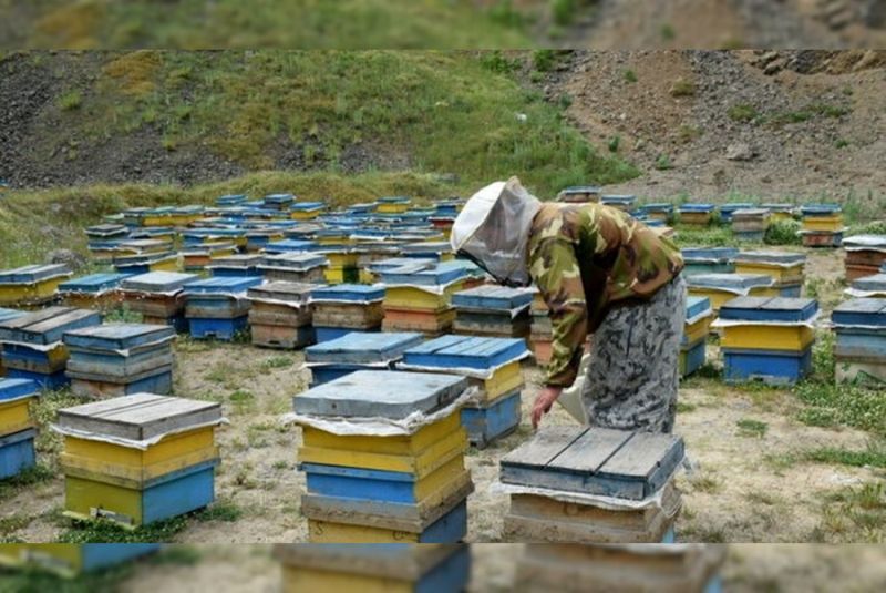 What to Expect at The Honey Festival in Khansar