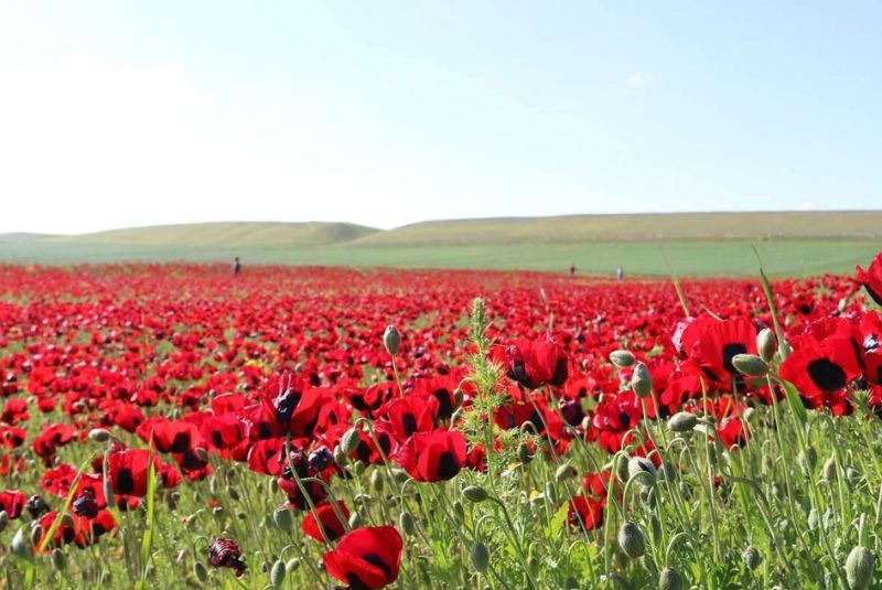 Flora and Fauna of Moghan Plain