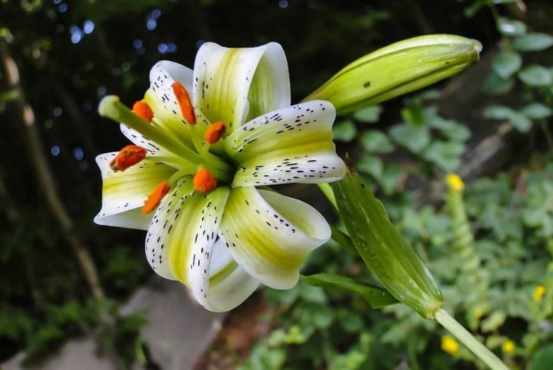 What is Iranian Lilium ledebourii