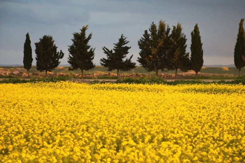 Flora and Fauna of Moghan Plain