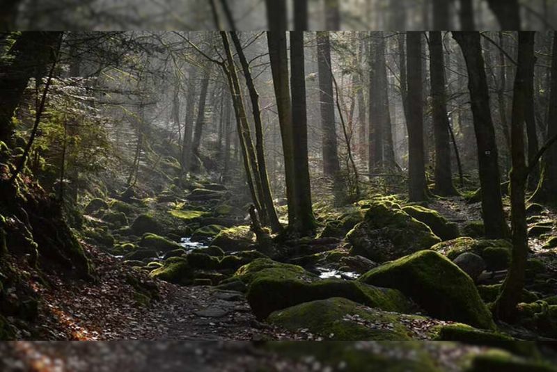 Screaming Forest (Mashhad)