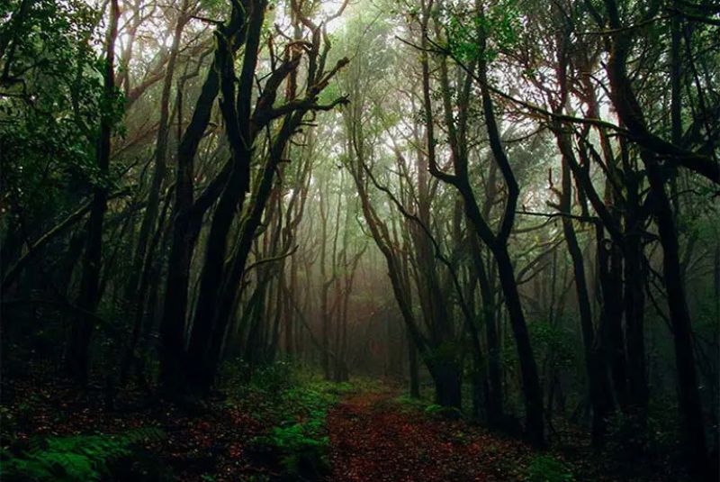 Screaming Forest (Mashhad)