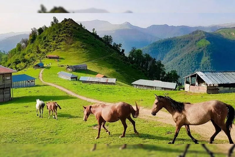 Talesh Forests