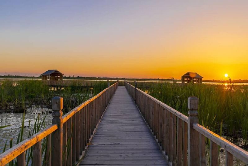 Birdwatching at Anzali Lagoon