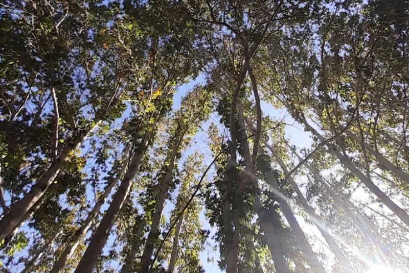 Best Time to Visit the Mashhad Screaming Forest