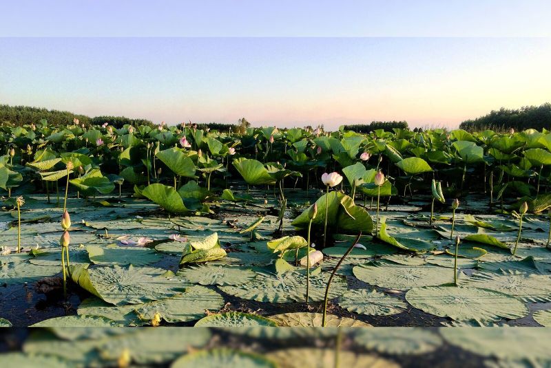  Flora and Fauna of Anzali Lagoon