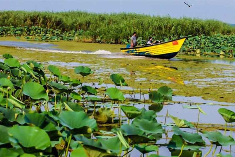 Flora and Fauna of Anzali Lagoon