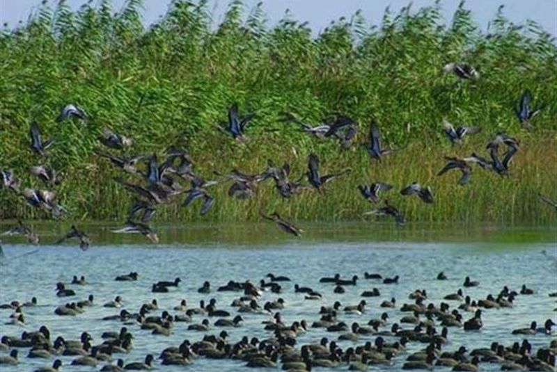 Wildlife of Anzali Lagoon