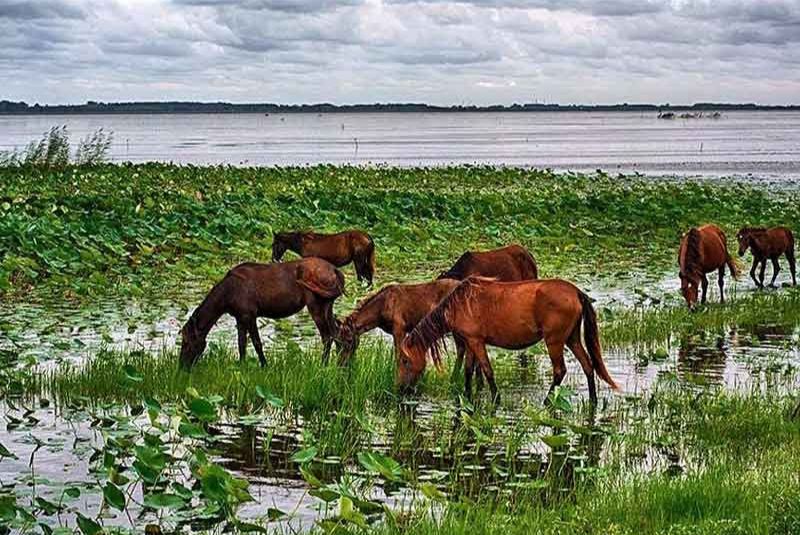 Wildlife of Anzali Lagoon