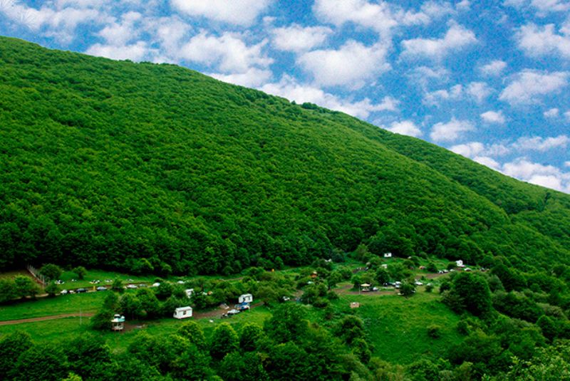 Arasbaran Forest Trees