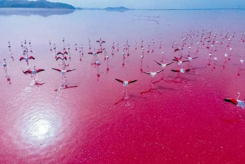 Future Prospects and Conservation Efforts for Maharloo Lake