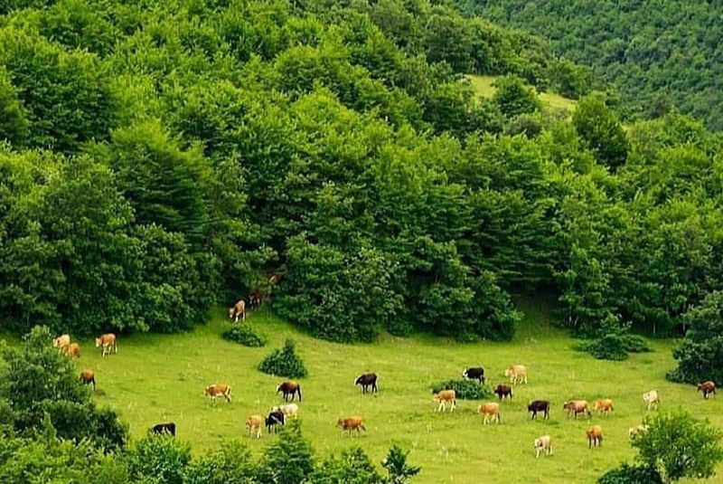 Arasbaran Forest Flora and Fauna