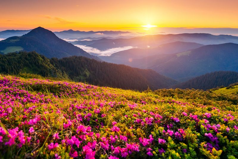 The Enchantment of Spring in Iran