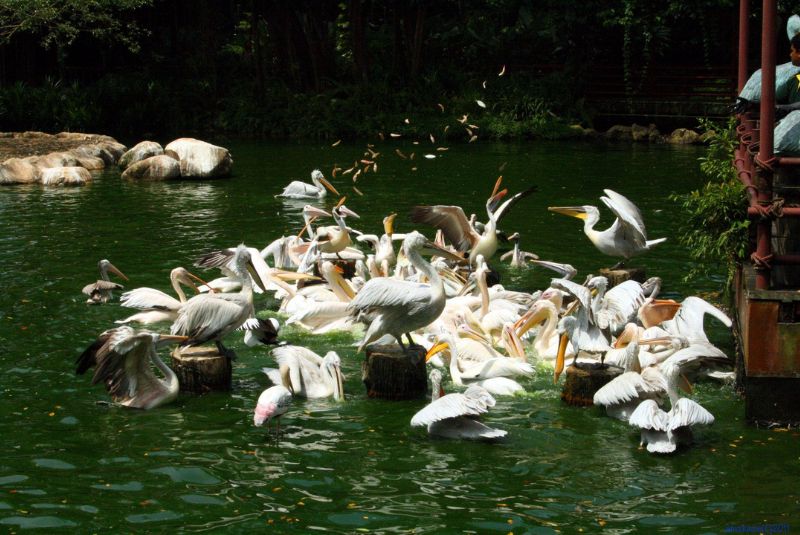 Kish Bird Garden Facilities and Attractions